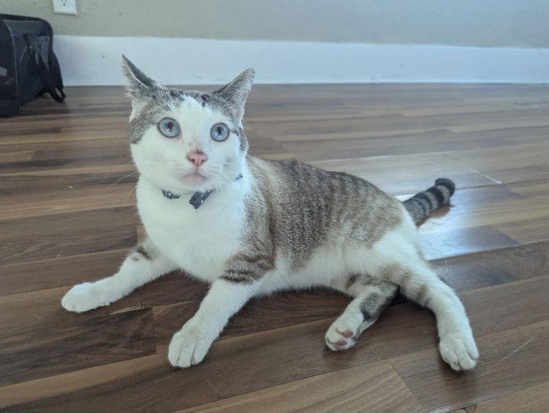 Hunter, Adopted, Young Male Siamese & Domestic Short Hair.