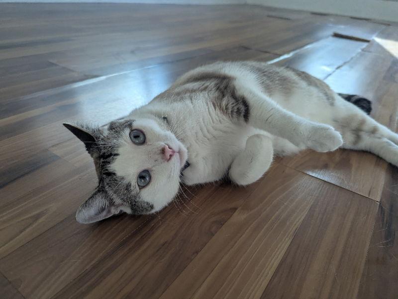 Hunter, a Adopted mixed breed in Niles, MI image 2/3