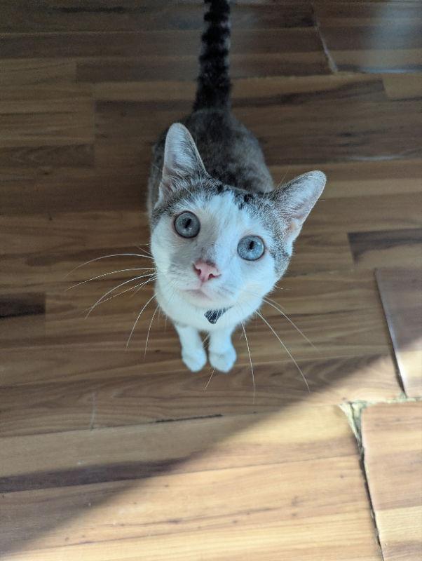 Hunter, a Adopted mixed breed in Niles, MI image 3/3