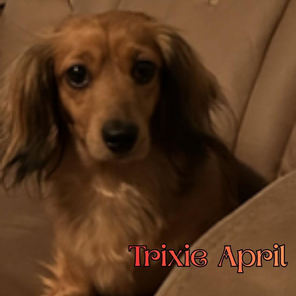 Trixie April, Adopted, Adult Female Dachshund.