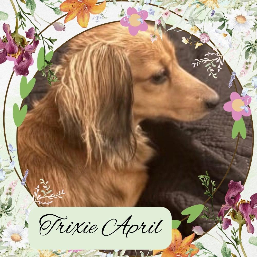 Enlarge Trixie April, a Adopted Dachshund in San Antonio, TX image 2/3
