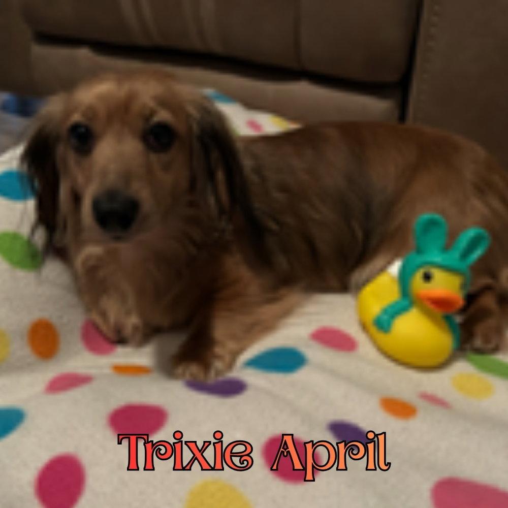Enlarge Trixie April, a Adopted Dachshund in San Antonio, TX image 3/3