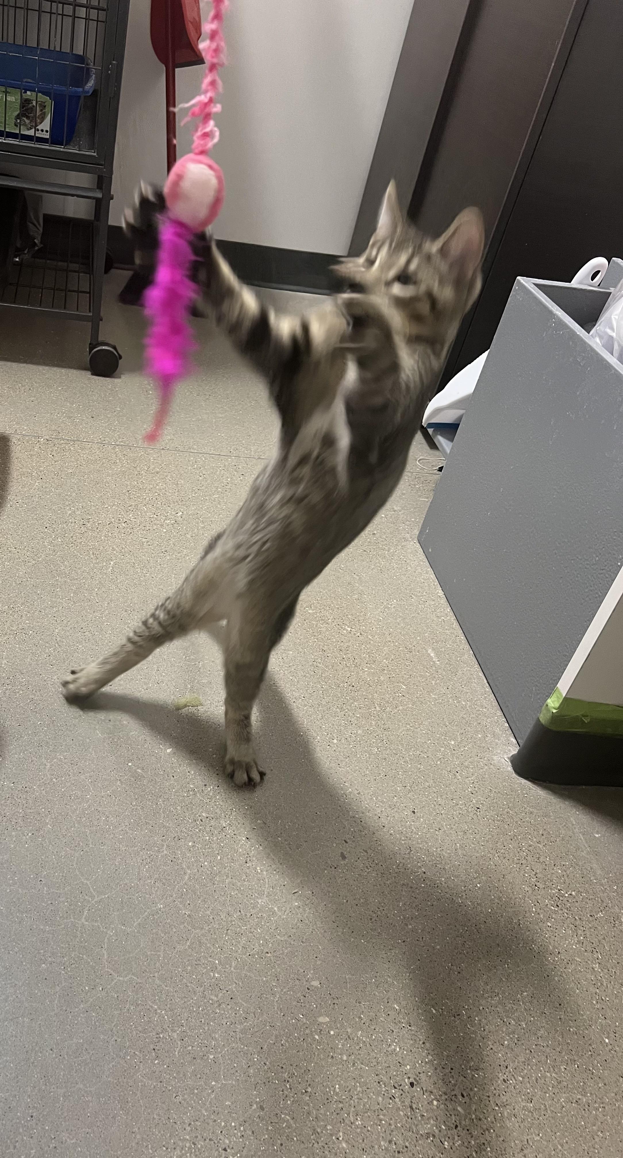 Bob, Adoptable, Young Male Domestic Short Hair.