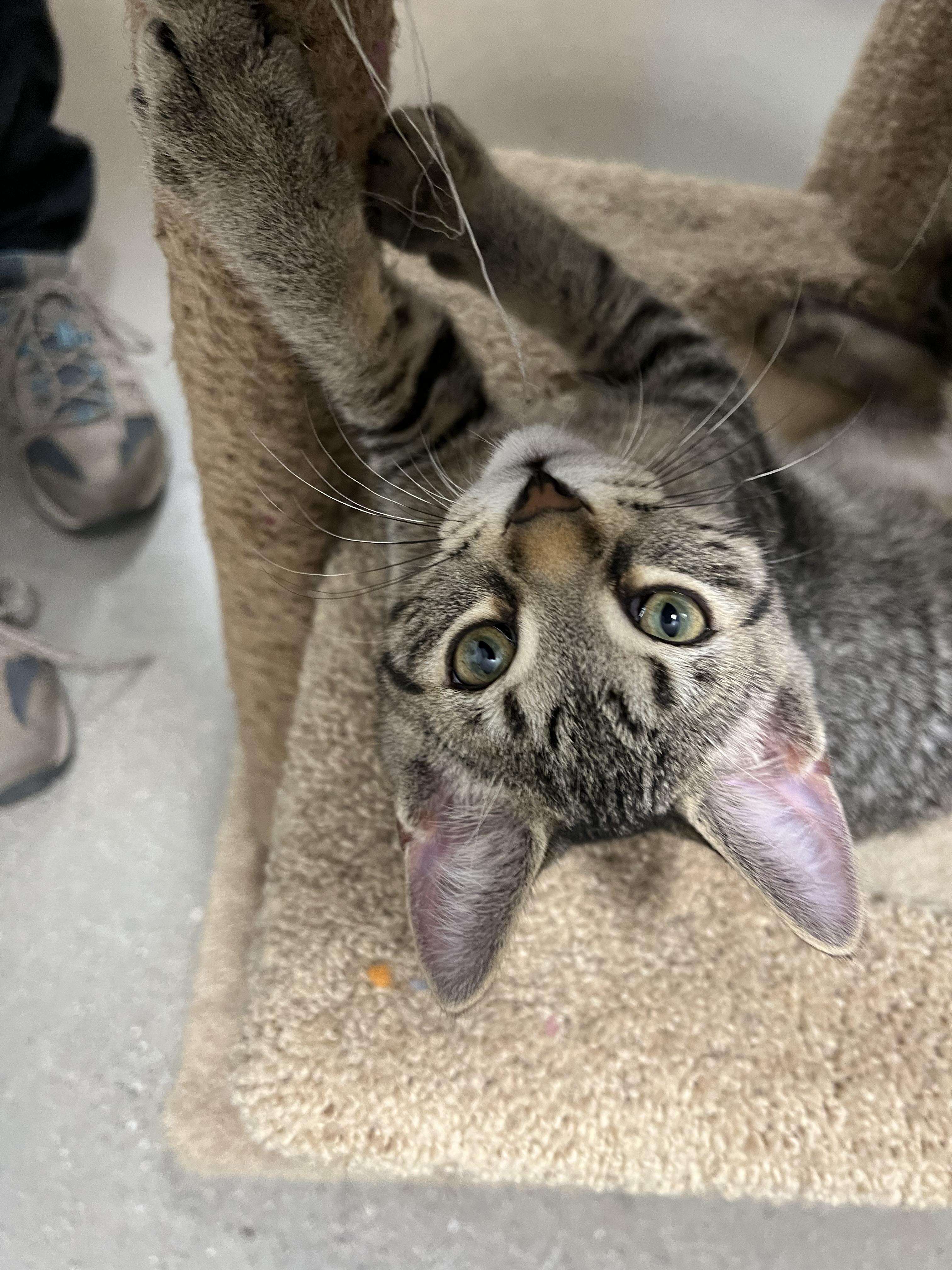 Enlarge Bob, a Adoptable Domestic Short Hair in Stratford, ON image 2/5