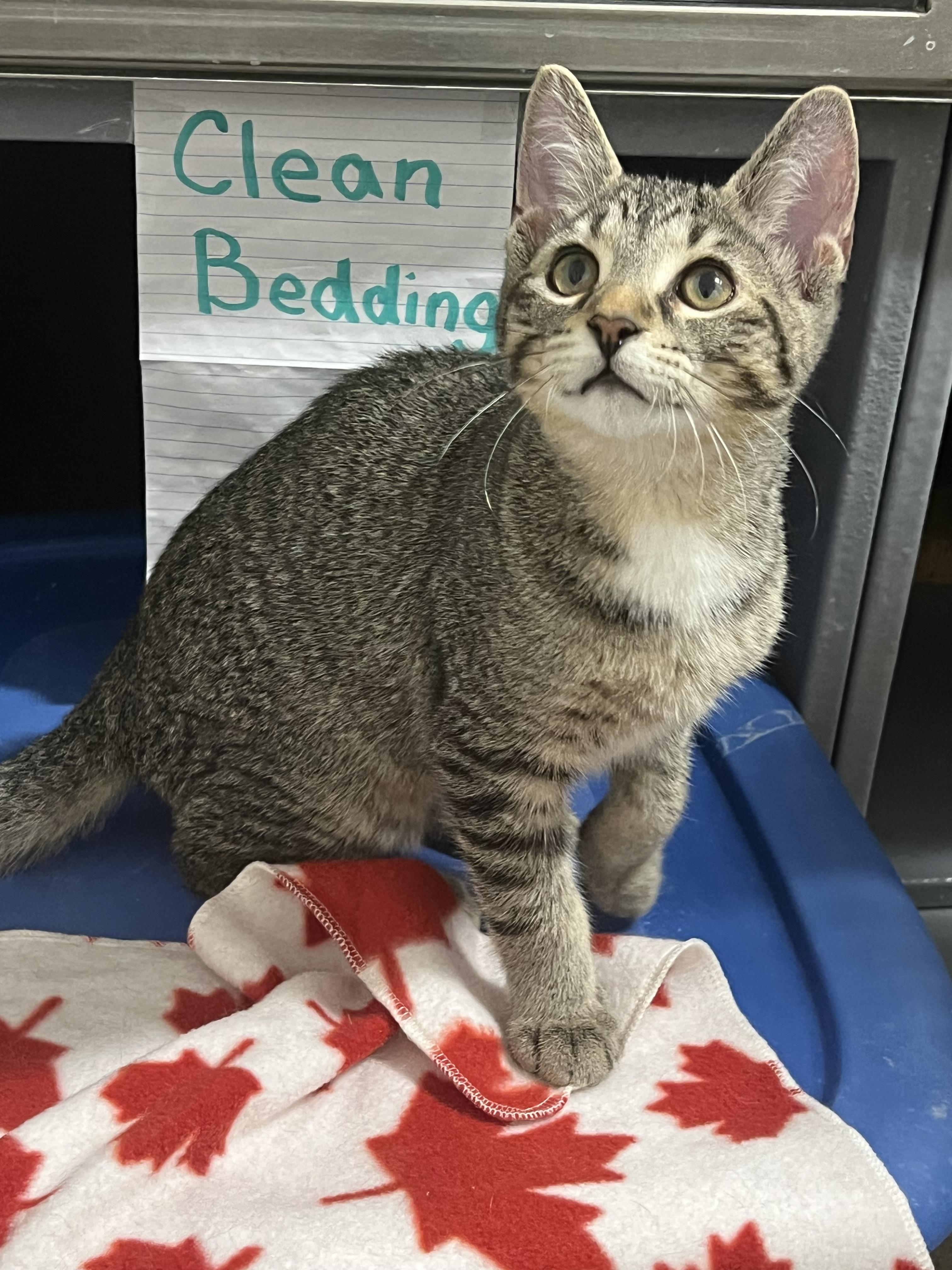 Enlarge Bob, a Adoptable Domestic Short Hair in Stratford, ON image 3/5