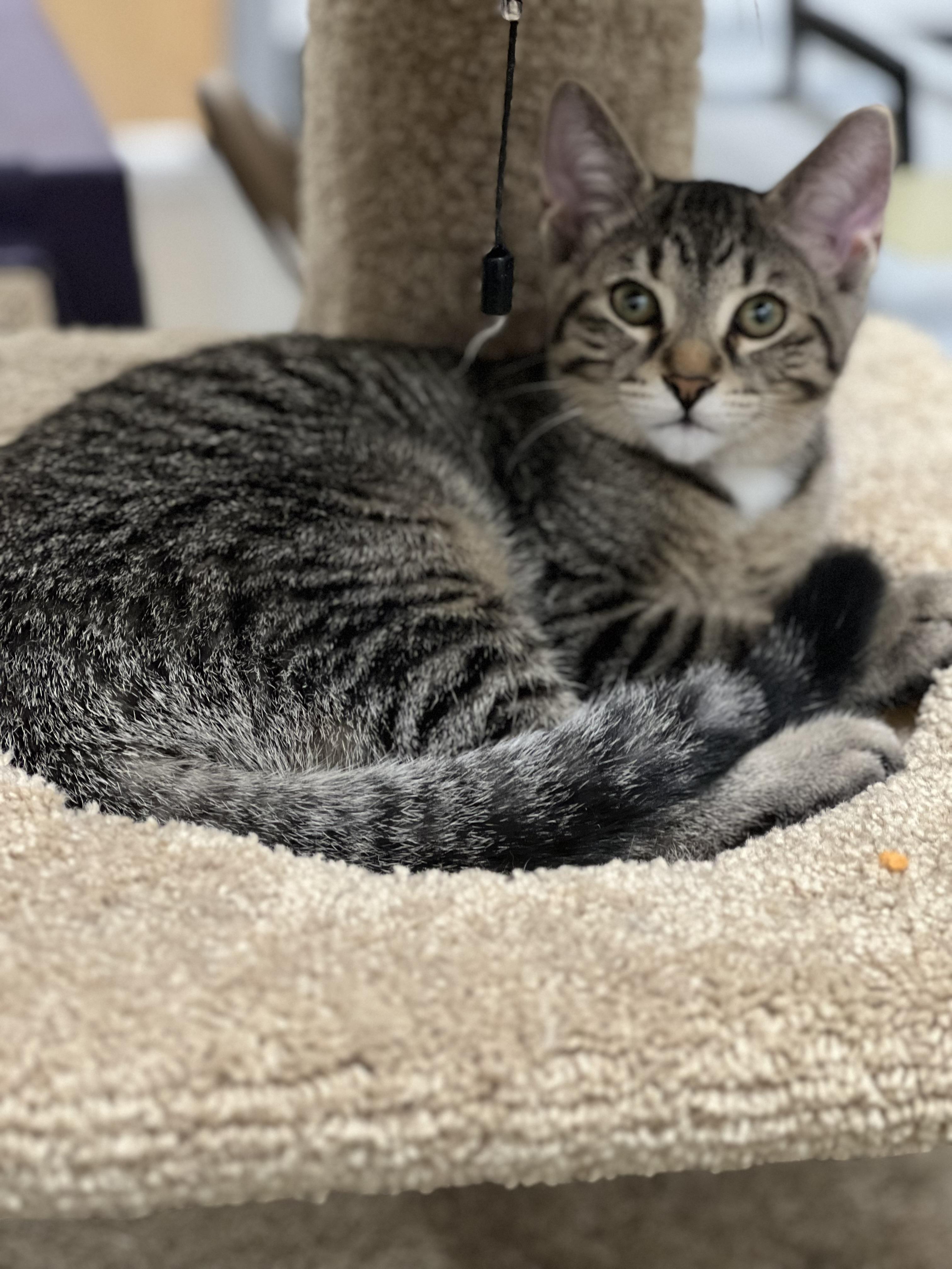 Enlarge Bob, a Adoptable Domestic Short Hair in Stratford, ON image 4/5