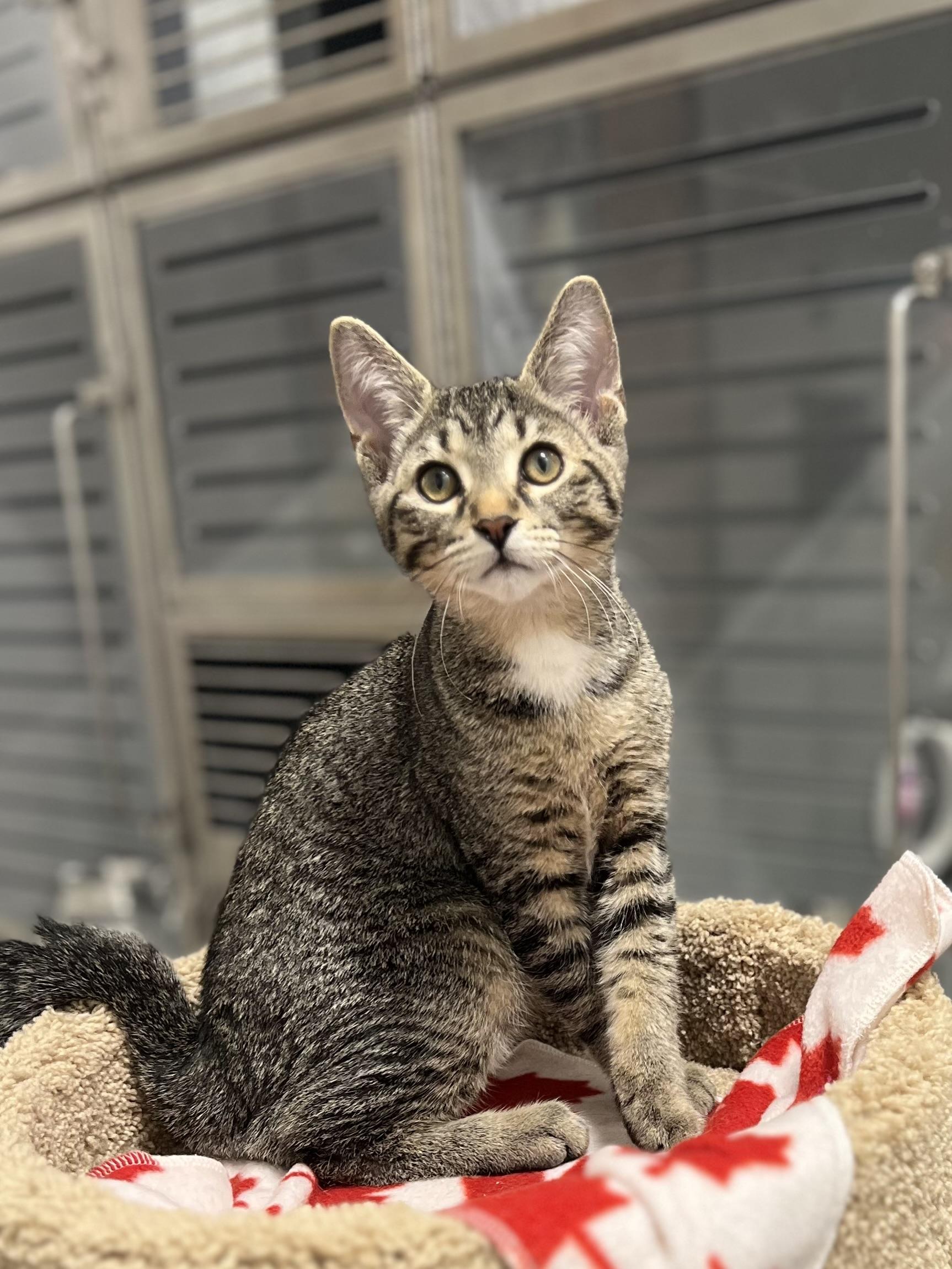 Enlarge Bob, a Adoptable Domestic Short Hair in Stratford, ON image 5/5