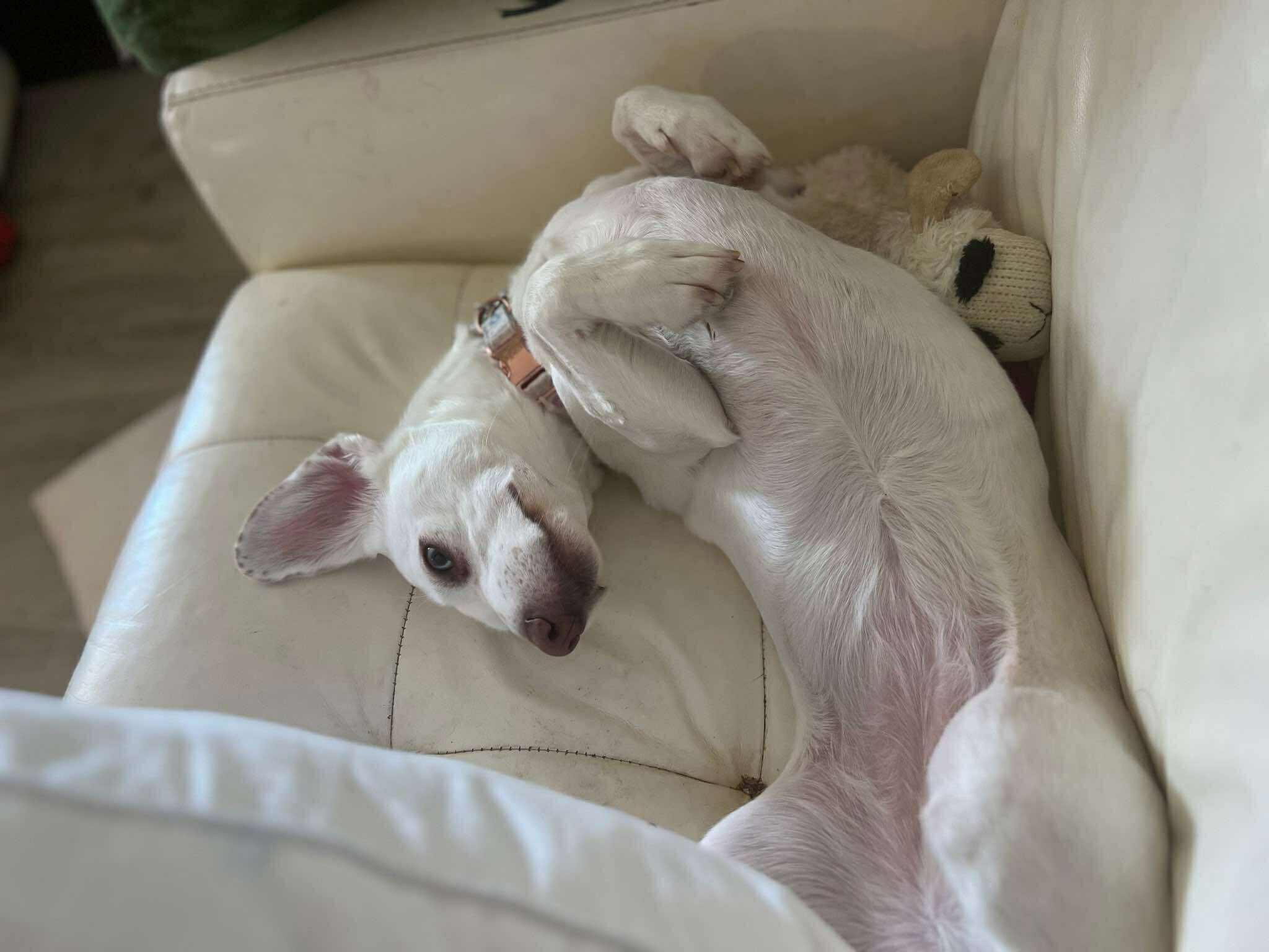 Rova in NH! Come Meet our Adoptable Dogs Wednesday-Saturday. More info in Bio!, a Adoptable mixed breed in Manchester, NH image 1/2