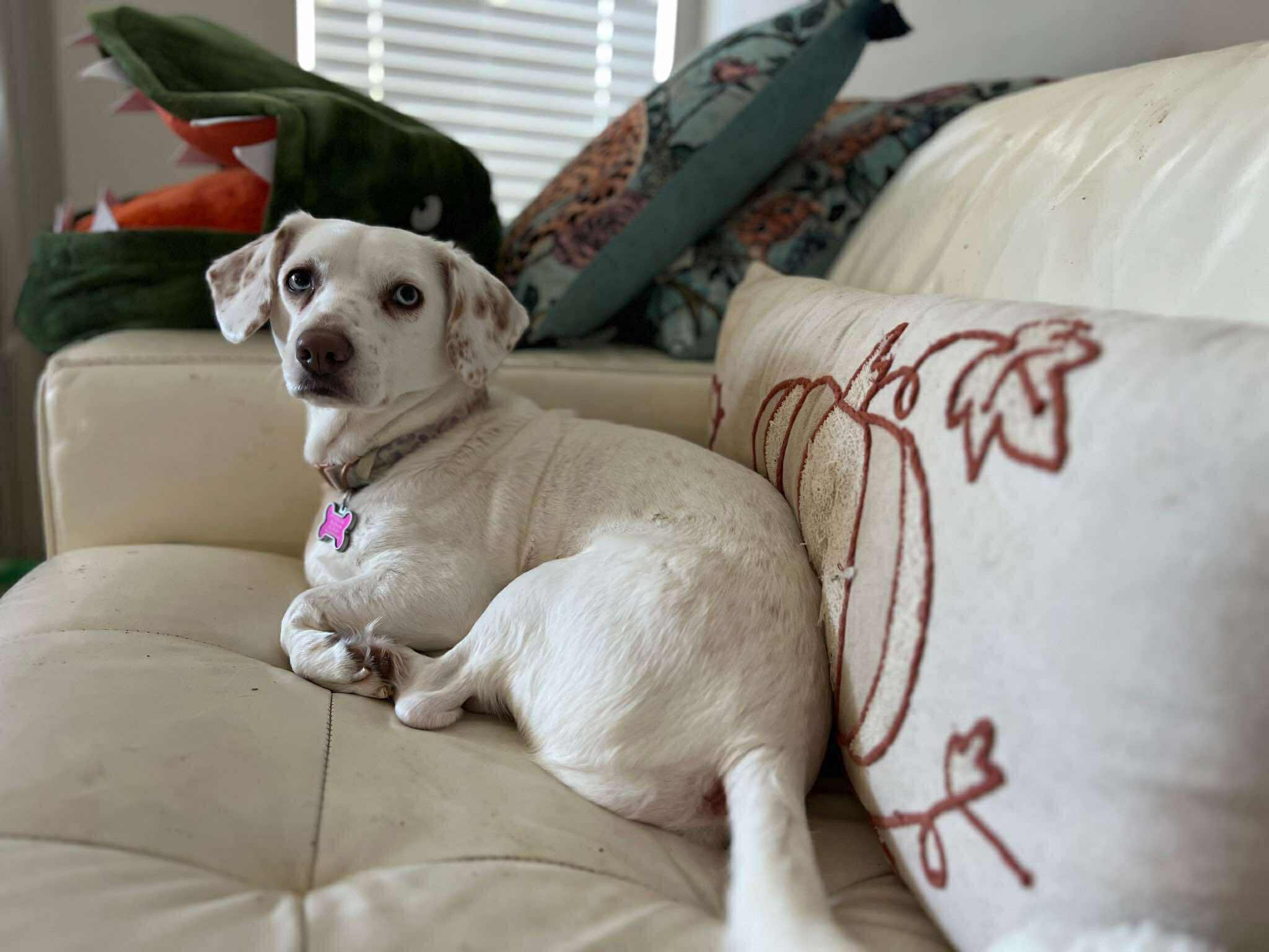 Rova in NH! Come Meet our Adoptable Dogs Wednesday-Saturday. More info in Bio!