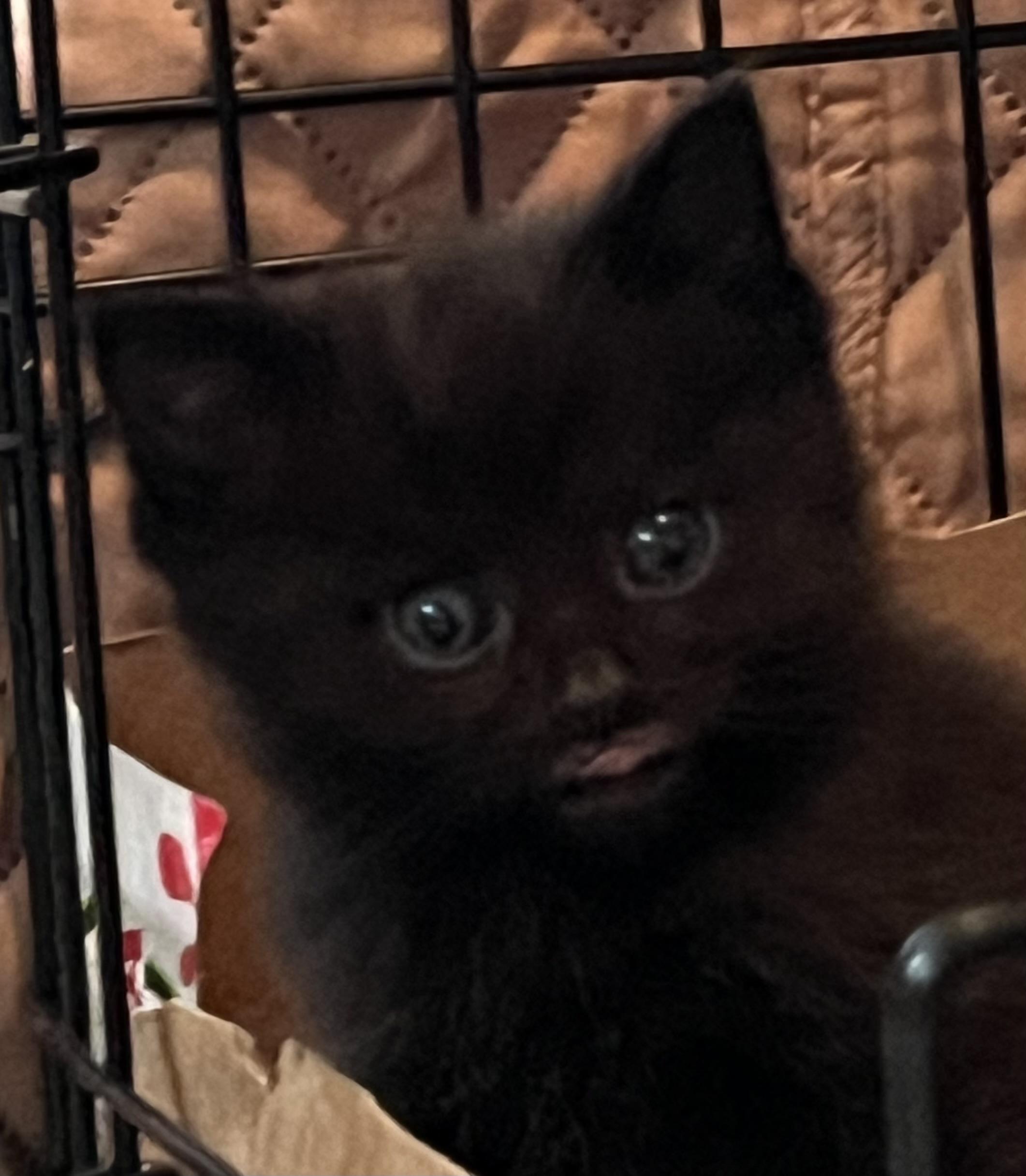 Enlarge Bamm Bamm, an adopted Domestic Short Hair in Morgantown, WV image 1/5