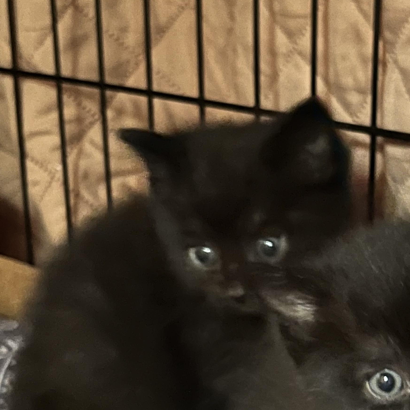 Enlarge Bamm Bamm, an adopted Domestic Short Hair in Morgantown, WV image 2/5