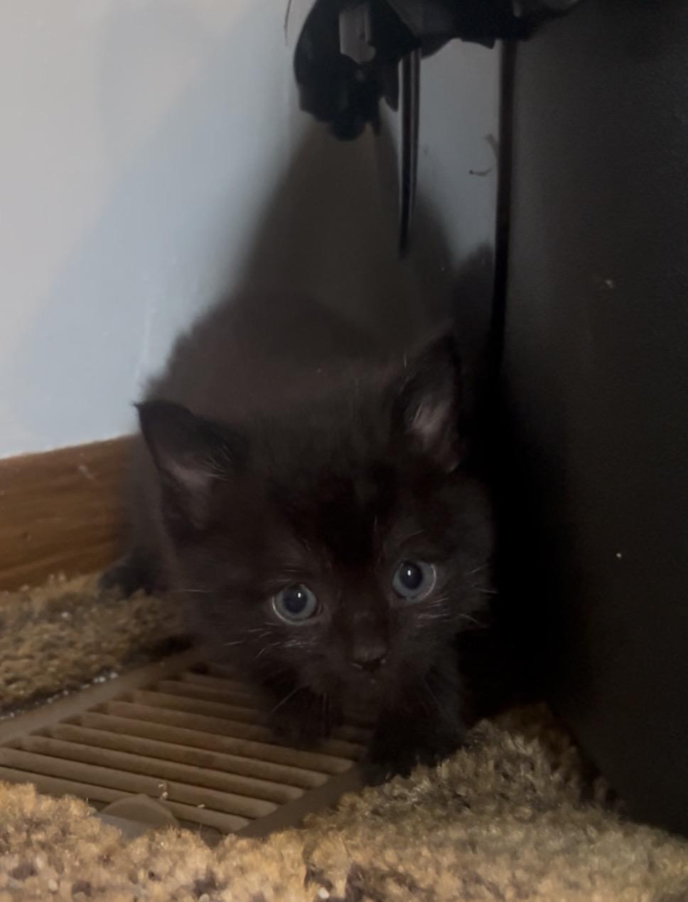 Enlarge Bamm Bamm, an adopted Domestic Short Hair in Morgantown, WV image 5/5