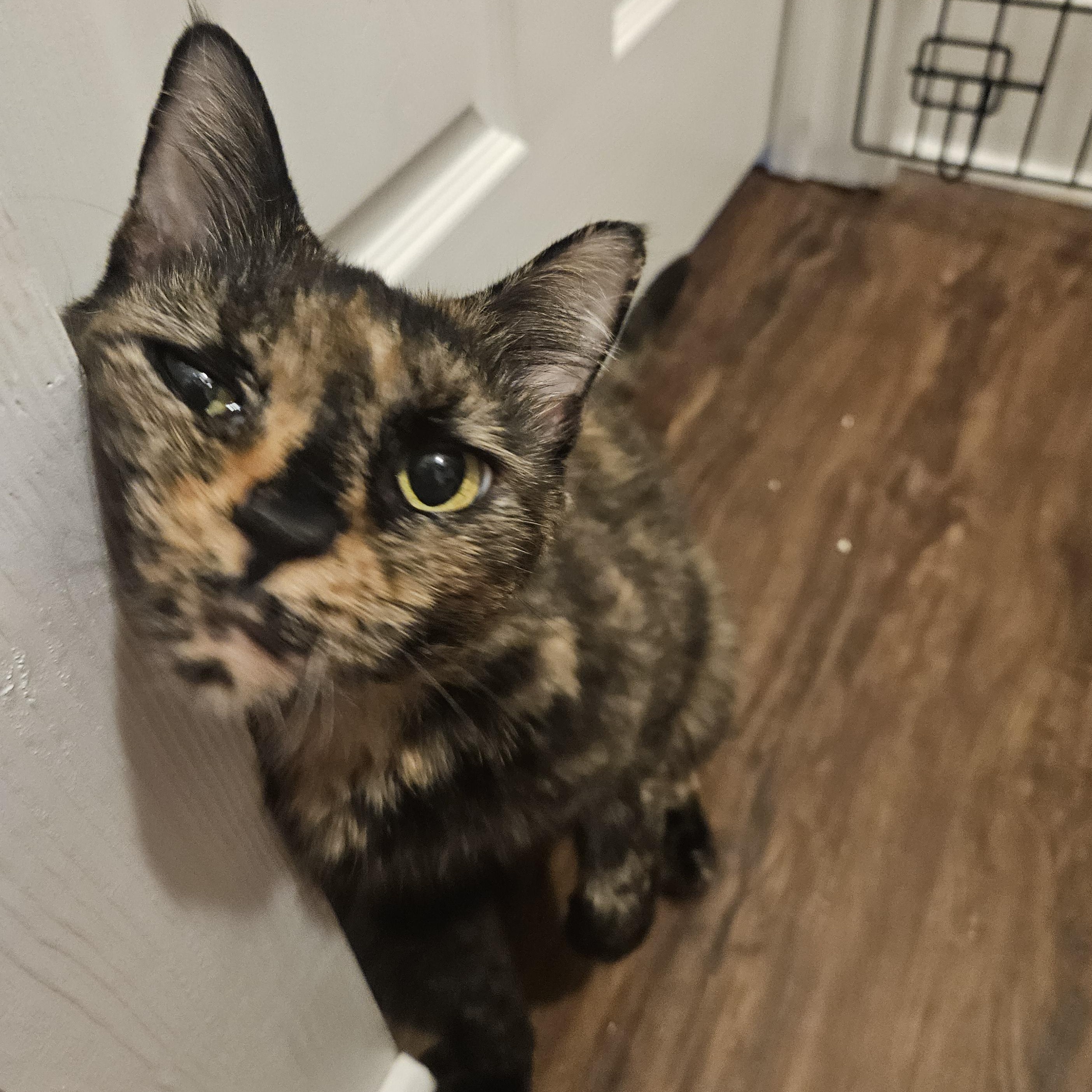 Mori (Moraine), ADOPTABLE, Adult Female Tortoiseshell.