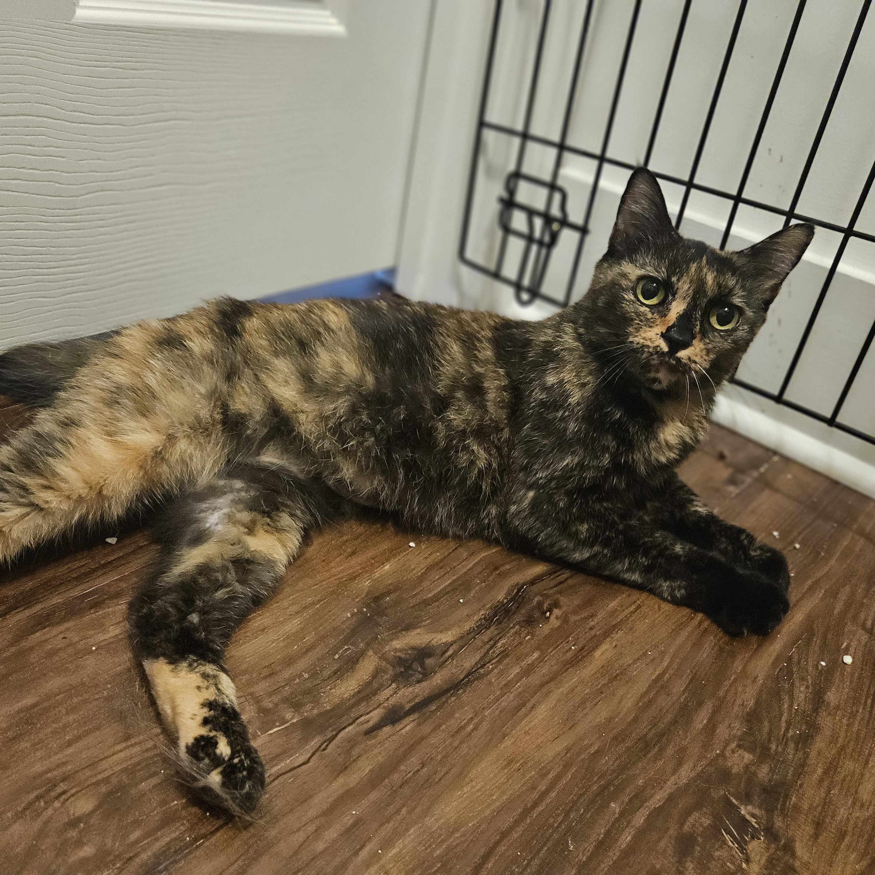 Enlarge Mori (Moraine), a ADOPTABLE Tortoiseshell in Wilmington, NC image 3/6