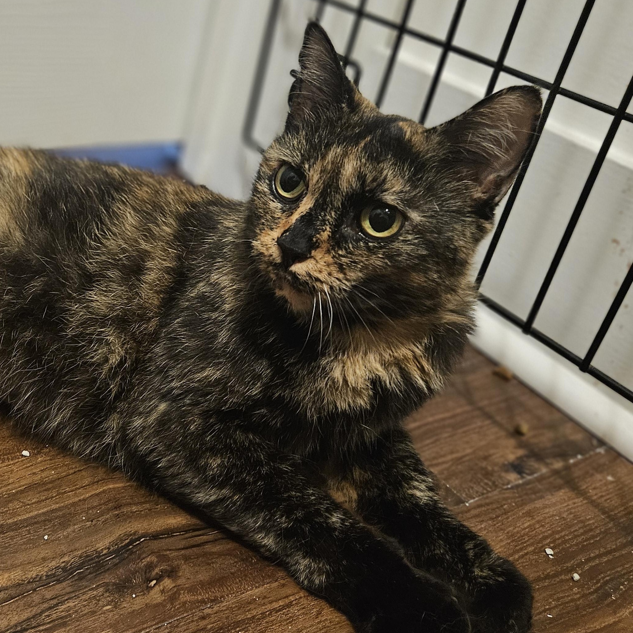 Enlarge Mori (Moraine), a ADOPTABLE Tortoiseshell in Wilmington, NC image 2/6