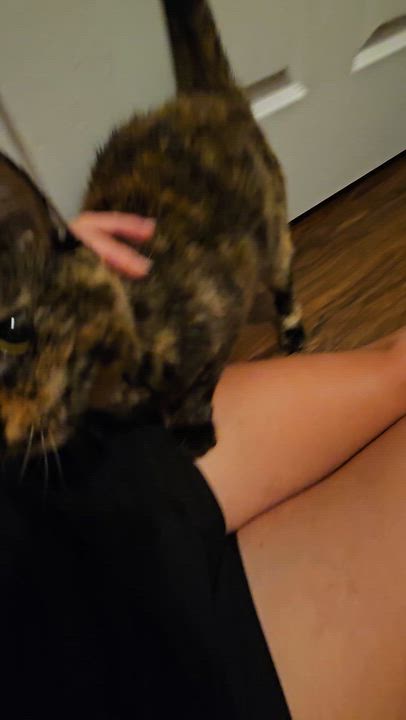 Enlarge Mori (Moraine), a ADOPTABLE Tortoiseshell in Wilmington, NC video 5/6