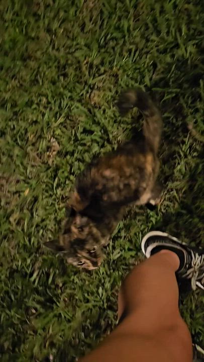 Enlarge Mori (Moraine), a ADOPTABLE Tortoiseshell in Wilmington, NC video 6/6