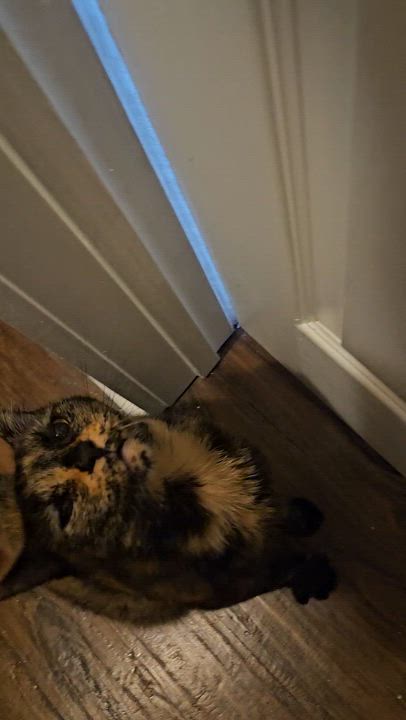 Enlarge Mori (Moraine), a ADOPTABLE Tortoiseshell in Wilmington, NC video 4/6