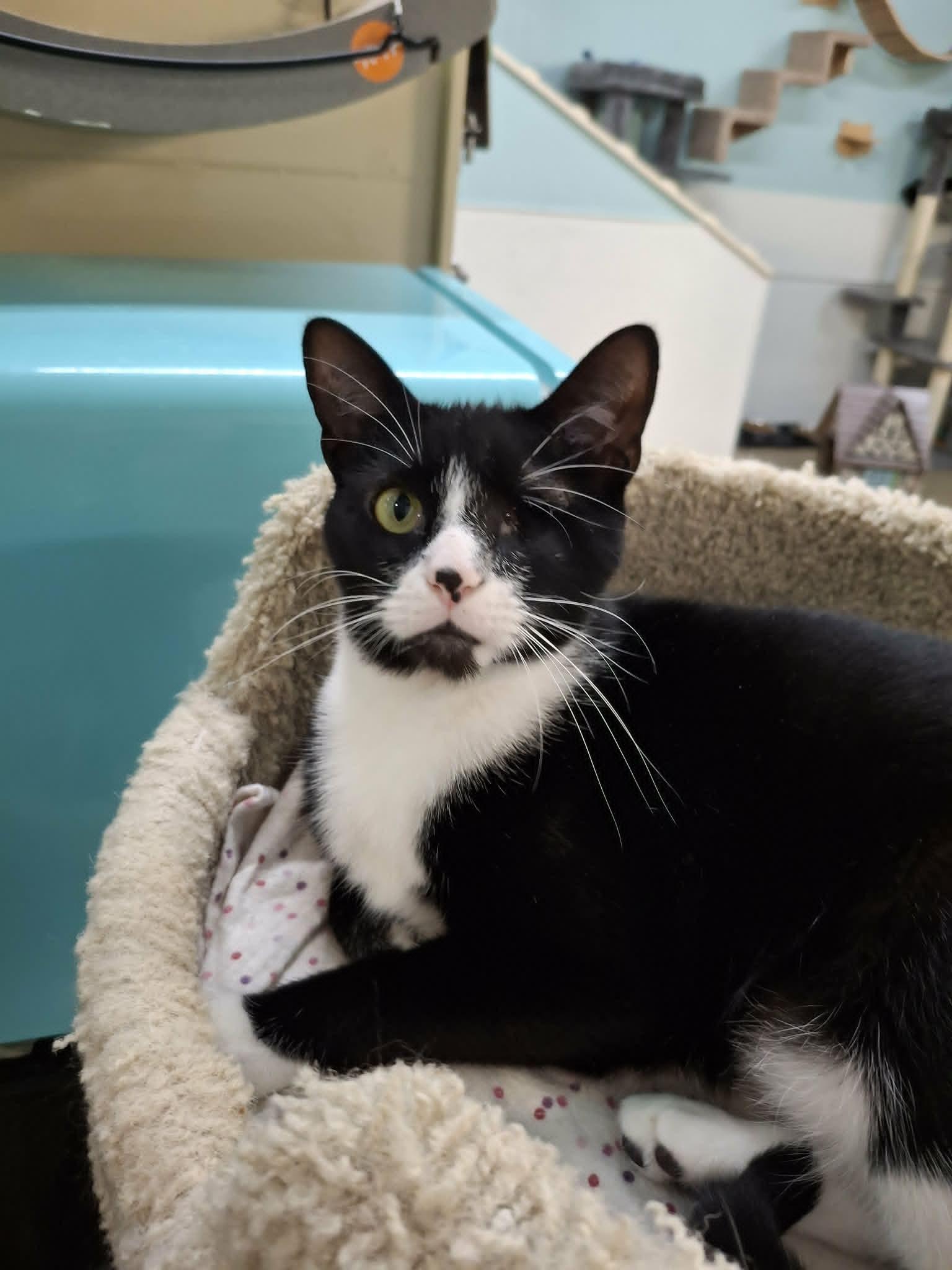 Puff AND Puddle, Adoptable, Young Female Domestic Short Hair.