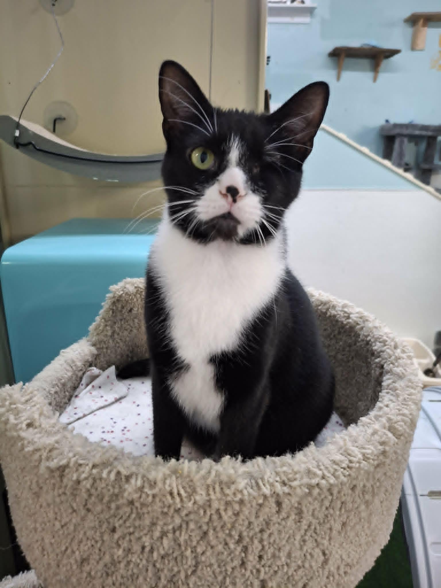 Puff AND Puddle, a Adoptable Domestic Short Hair in Gonic, NH image 2/3