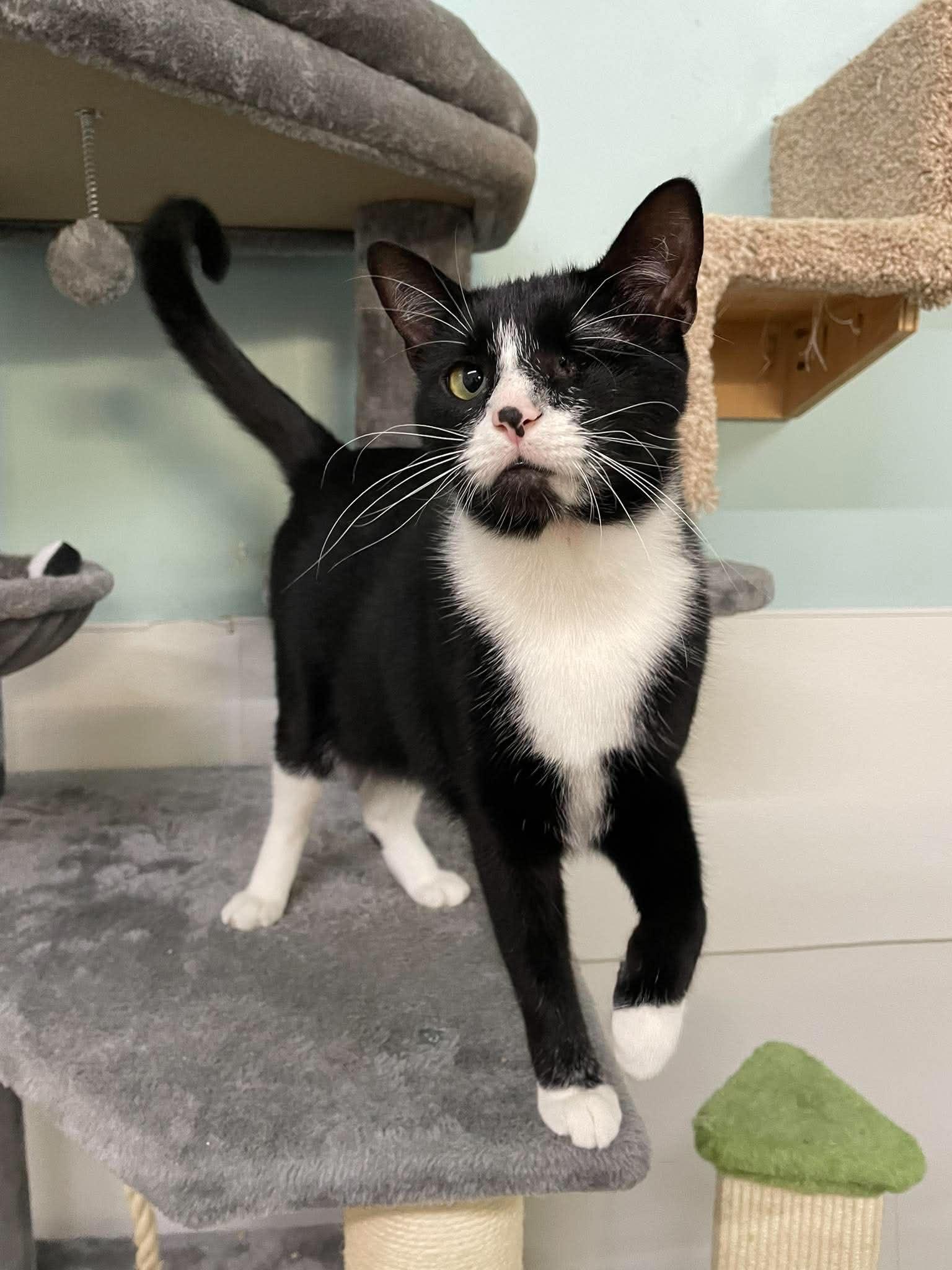 Puff AND Puddle, a Adoptable Domestic Short Hair in Gonic, NH image 3/3