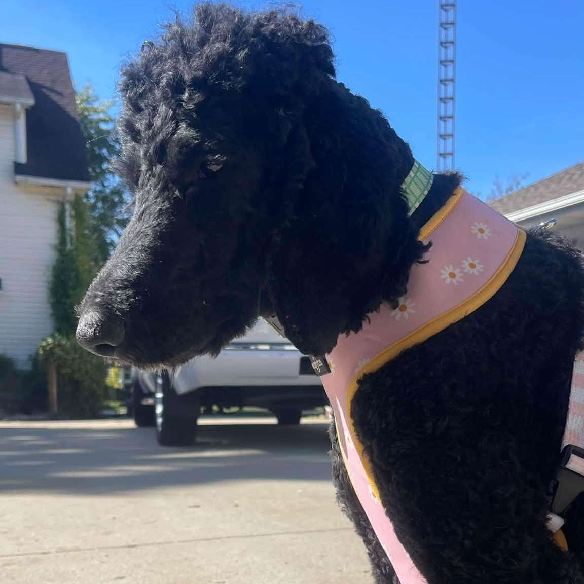 Enlarge Coraline, a Adoptable Goldendoodle in Clinton, WI image 6/6