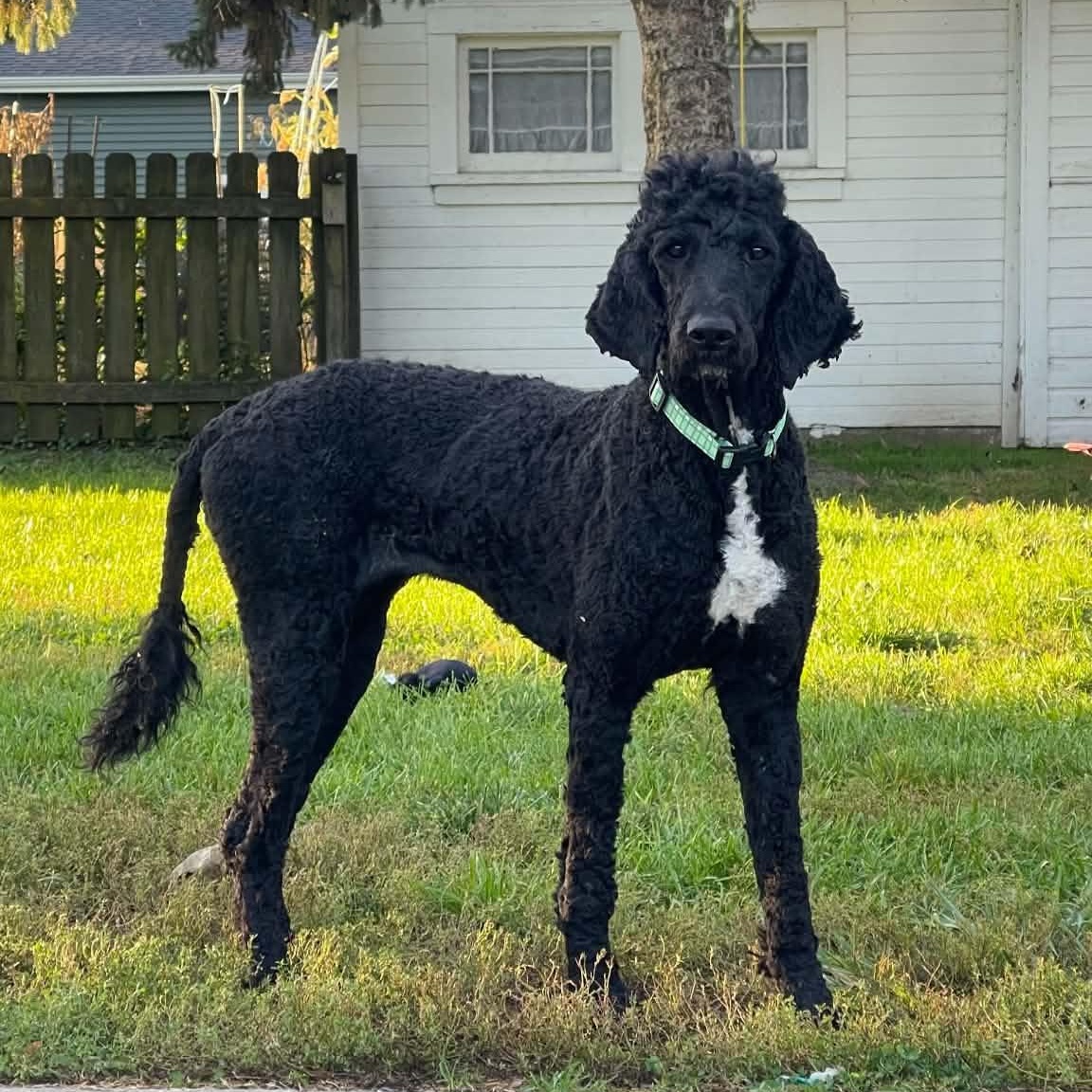 Enlarge Coraline, a Adoptable Goldendoodle in Clinton, WI image 3/6