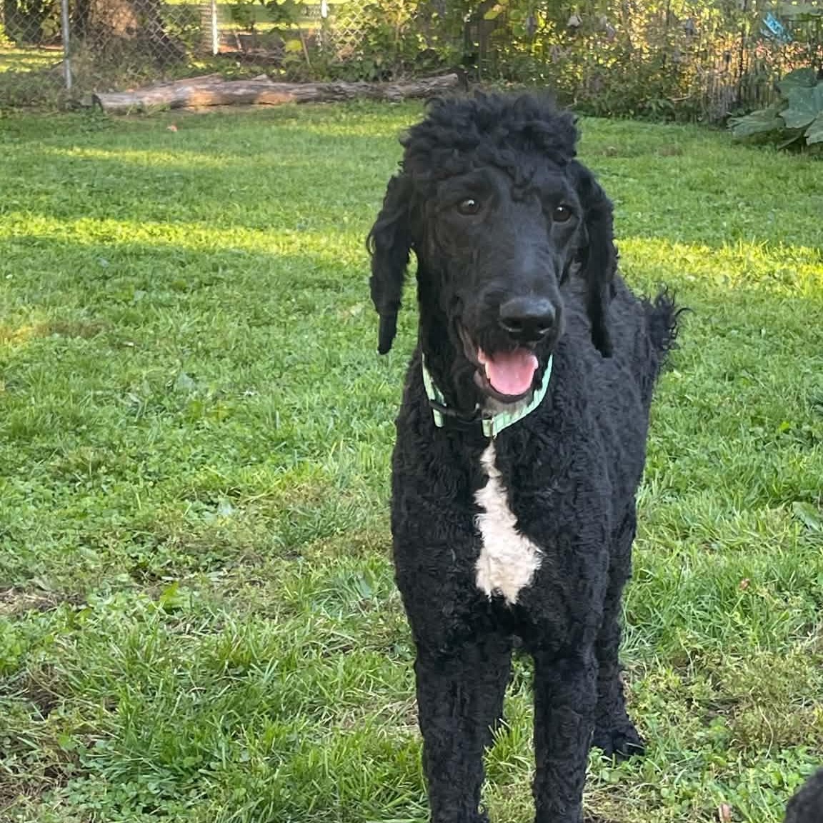 Enlarge Coraline, a Adoptable Goldendoodle in Clinton, WI image 4/6