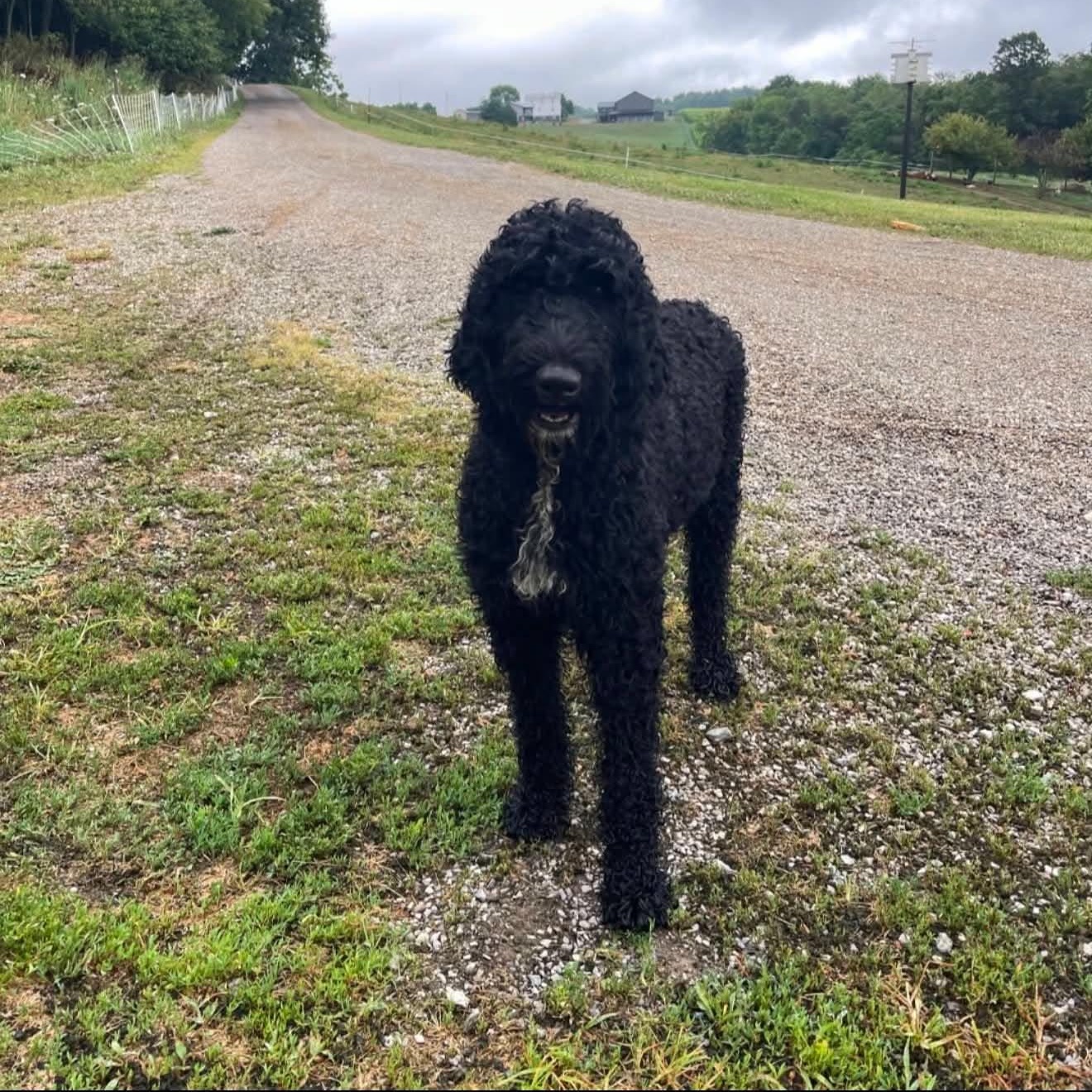 Enlarge Coraline, a Adoptable Goldendoodle in Clinton, WI image 1/6