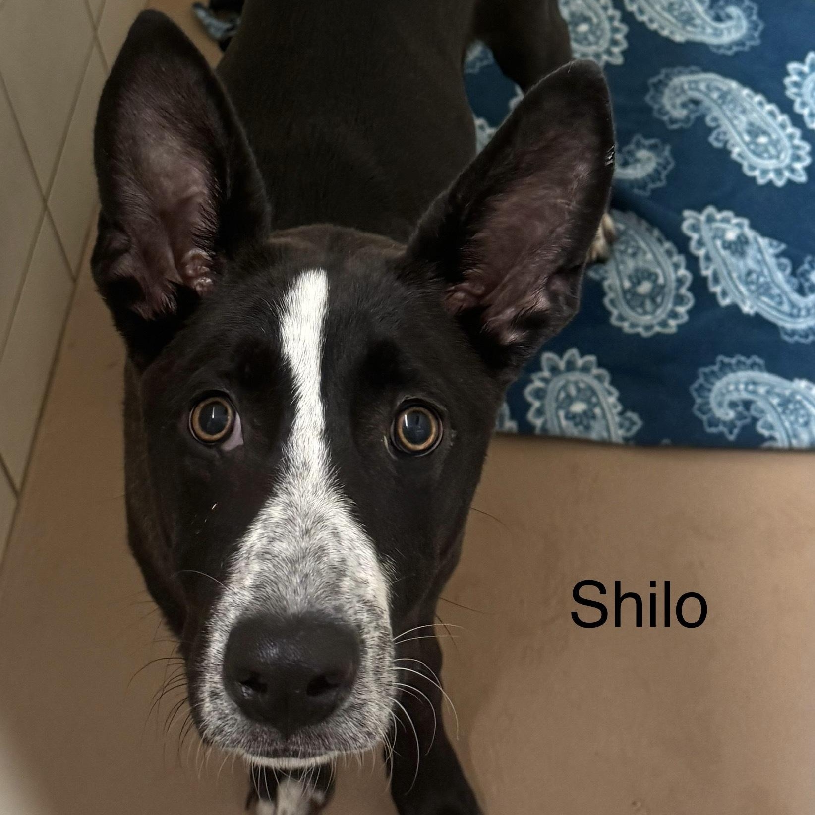 Shilo