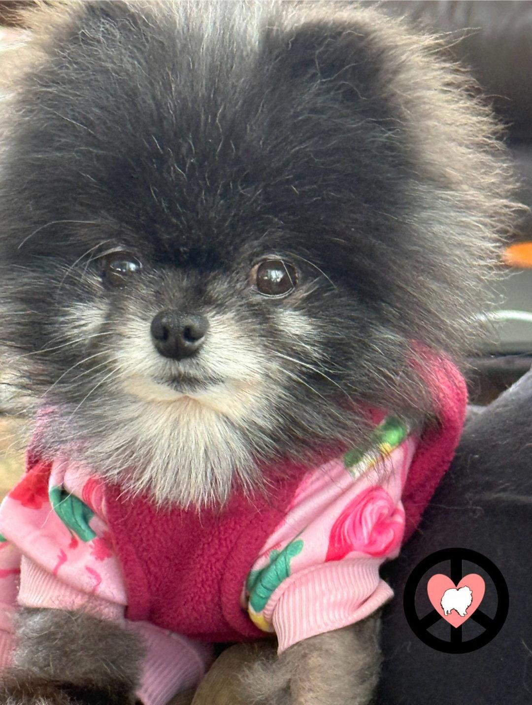Enlarge Rumi, a Adopted Pomeranian in Lebanon, PA image 2/3