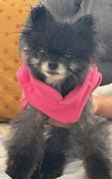 Enlarge Rumi, a Adopted Pomeranian in Lebanon, PA image 3/3