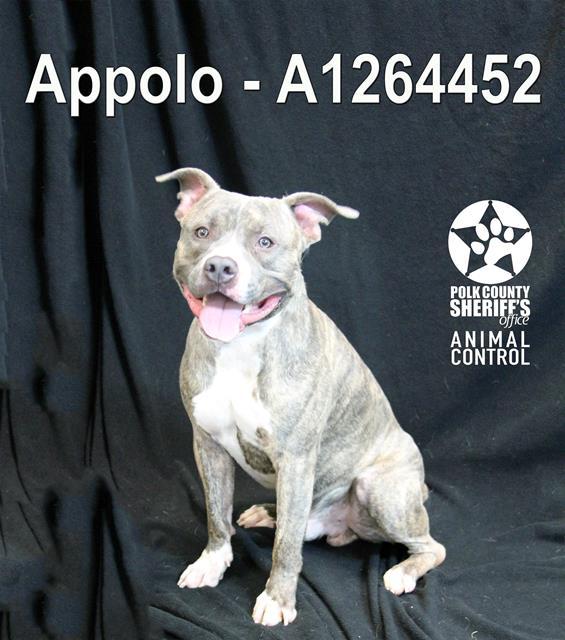 APOLLO, Adoptable, Young Male American Bulldog & Mixed Breed.