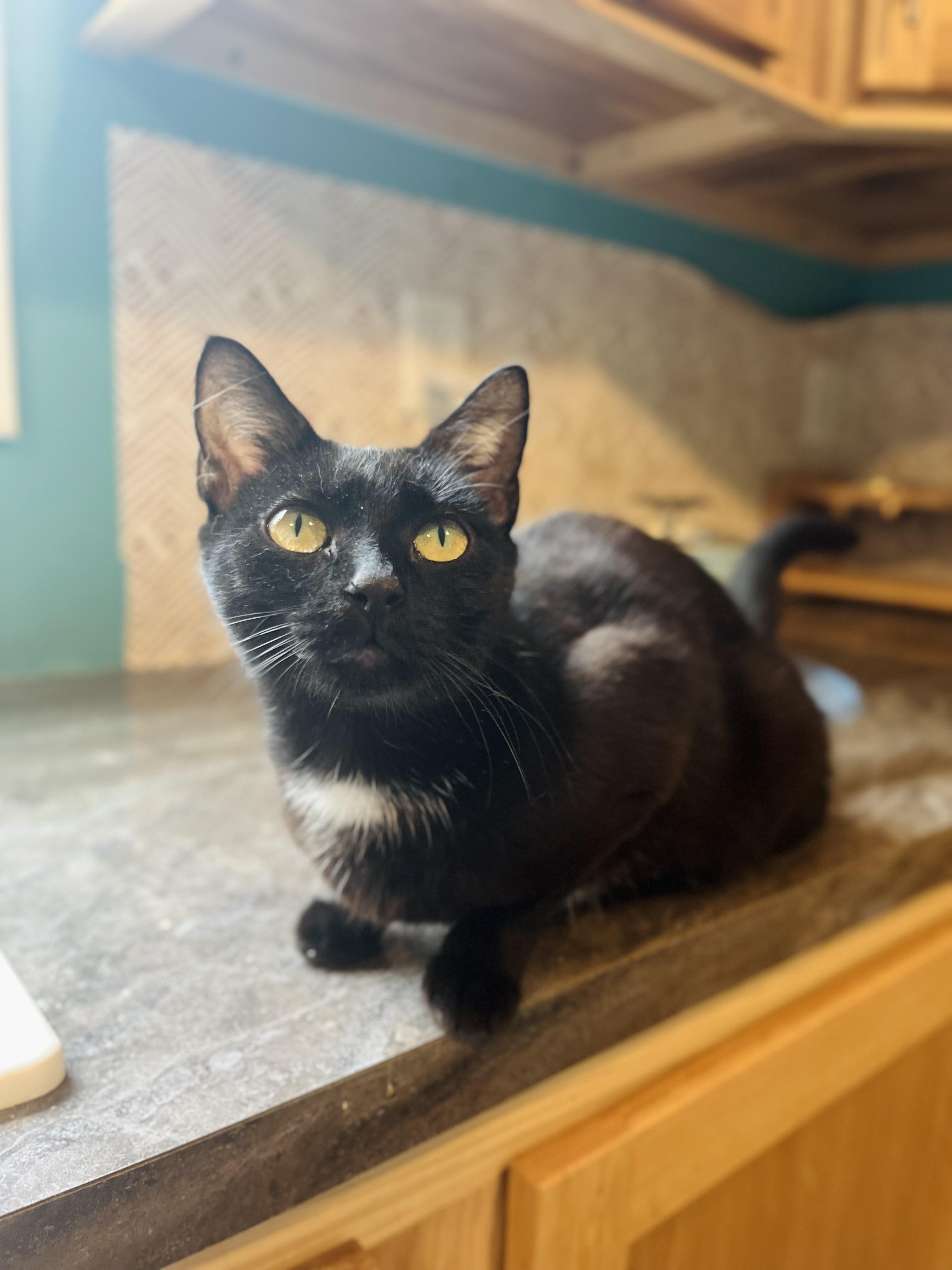 Farrah, Adoptable, Adult Female Domestic Short Hair.