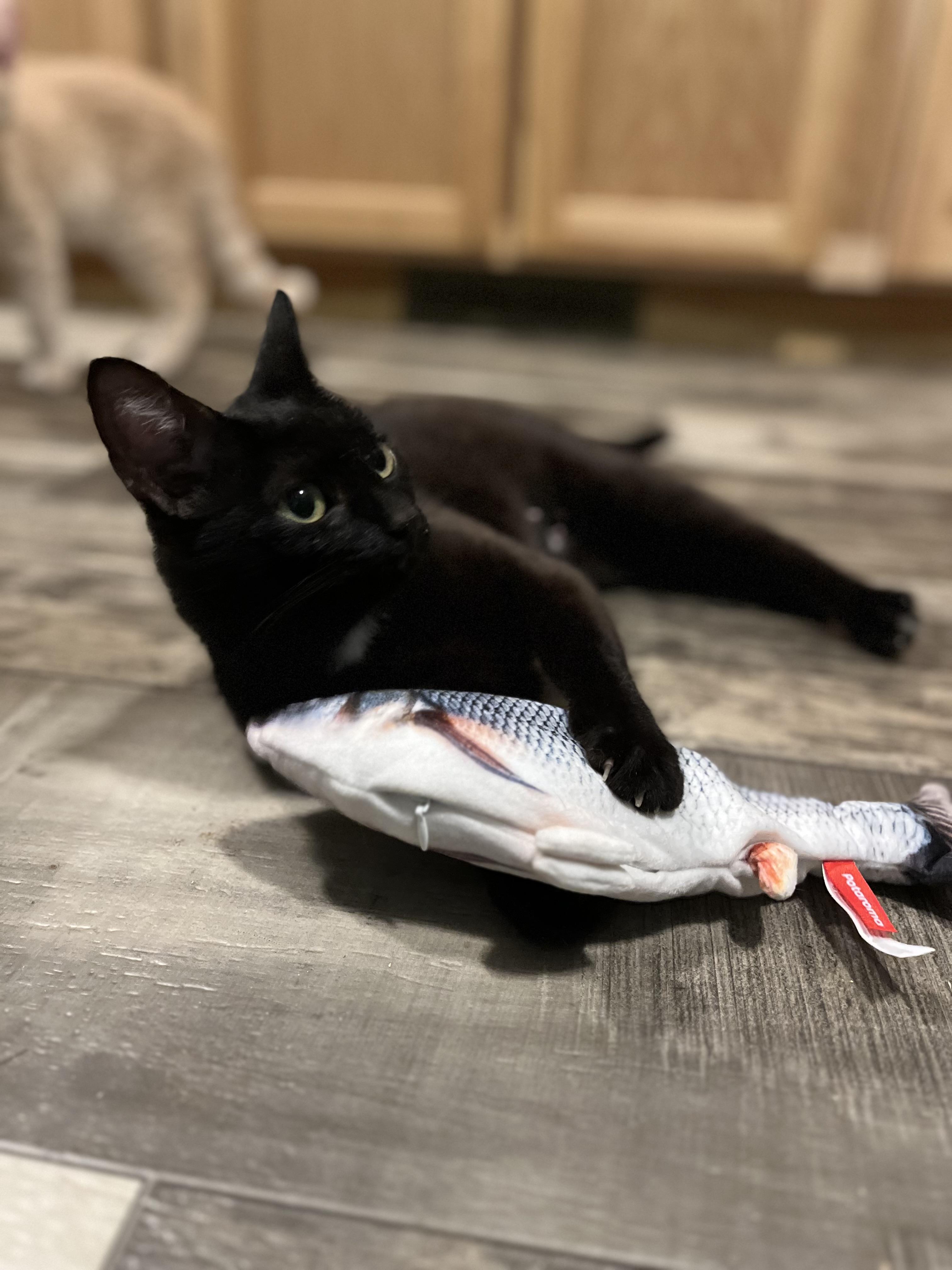 Farrah, a Adoptable Domestic Short Hair in Stockton Springs, ME image 2/2