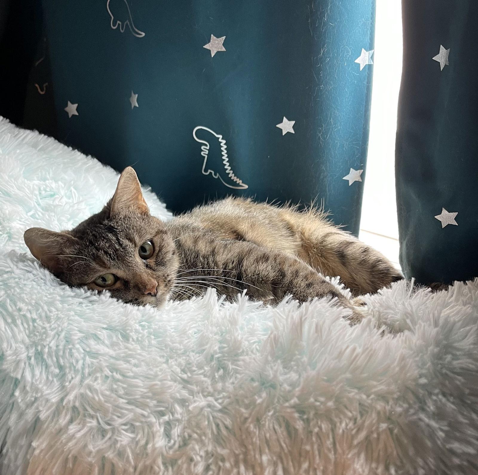 Michelle, Adopted, Adult Female Tabby & Domestic Short Hair.