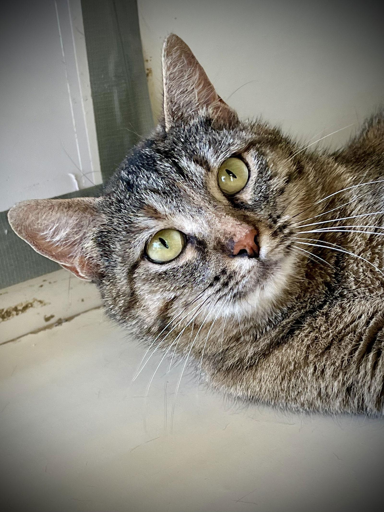 Enlarge Michelle, a Adopted mixed breed in Rockwall, TX image 2/3