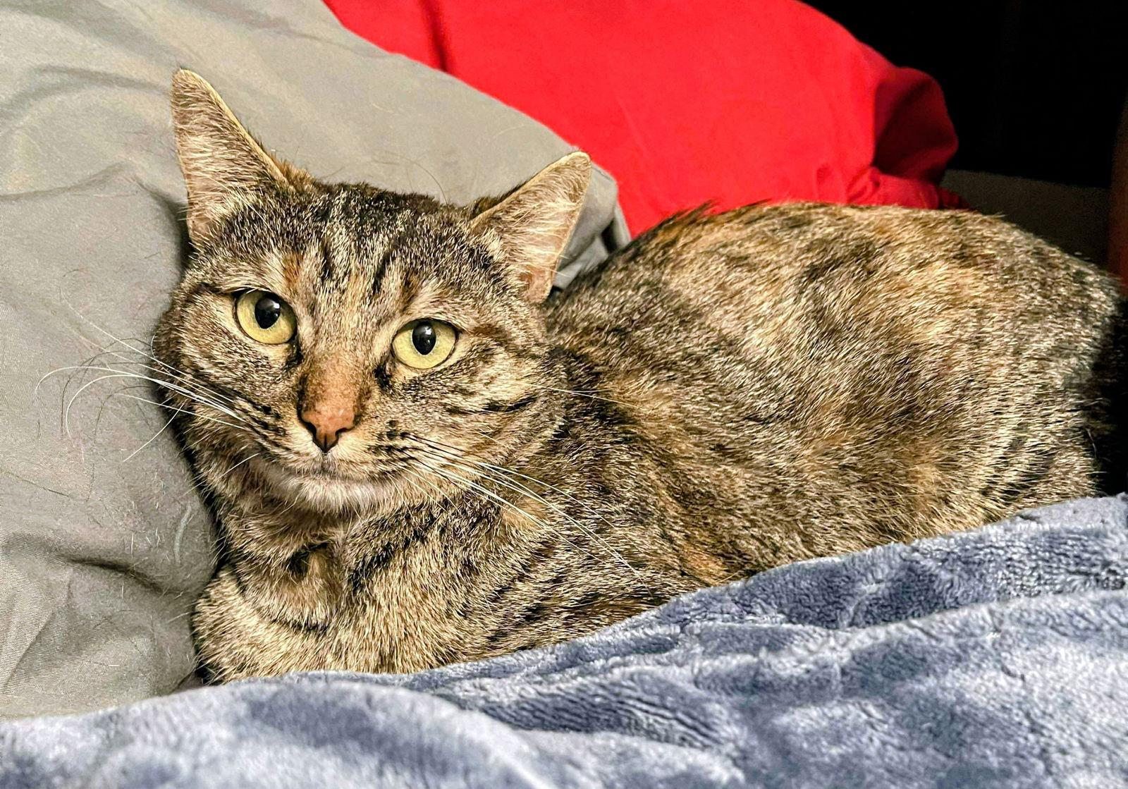 Enlarge Michelle, a Adopted mixed breed in Rockwall, TX image 3/3