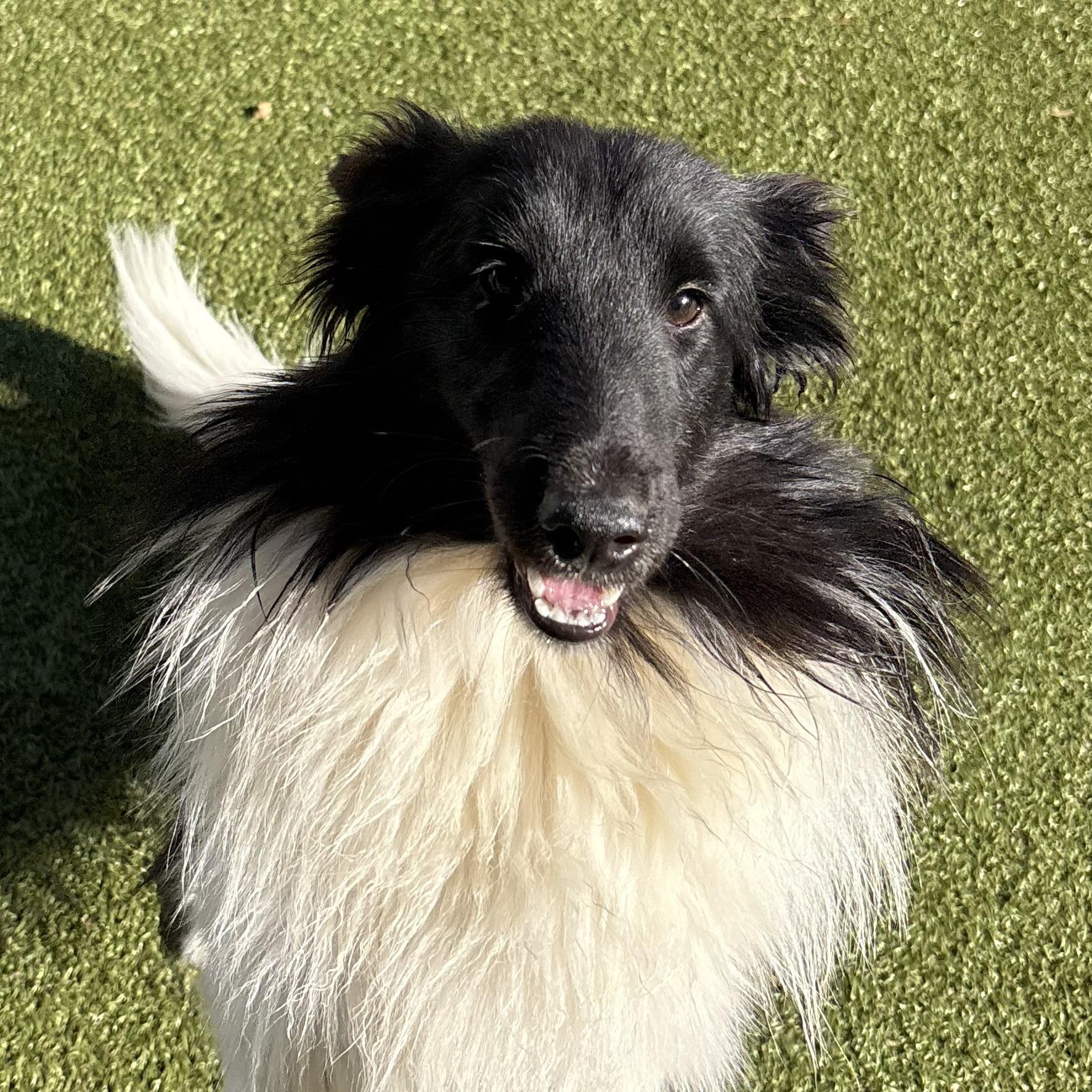 Melanie, adoptable, Puppy Female Shetland Sheepdog / Sheltie.