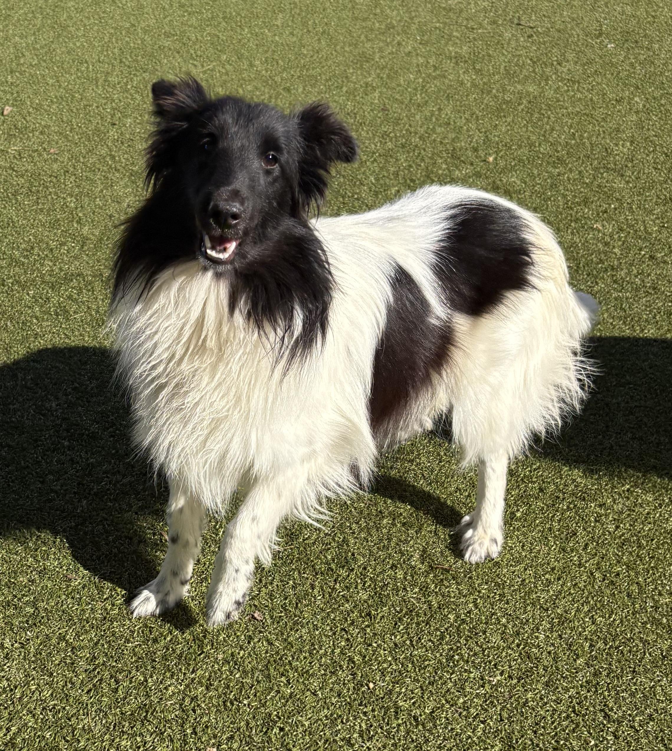Melanie, an adoptable Shetland Sheepdog / Sheltie image 2/5