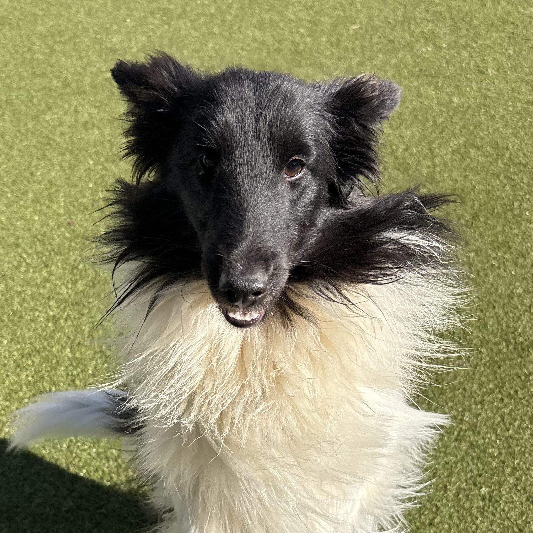 Melanie, an adoptable Shetland Sheepdog / Sheltie image 3/5