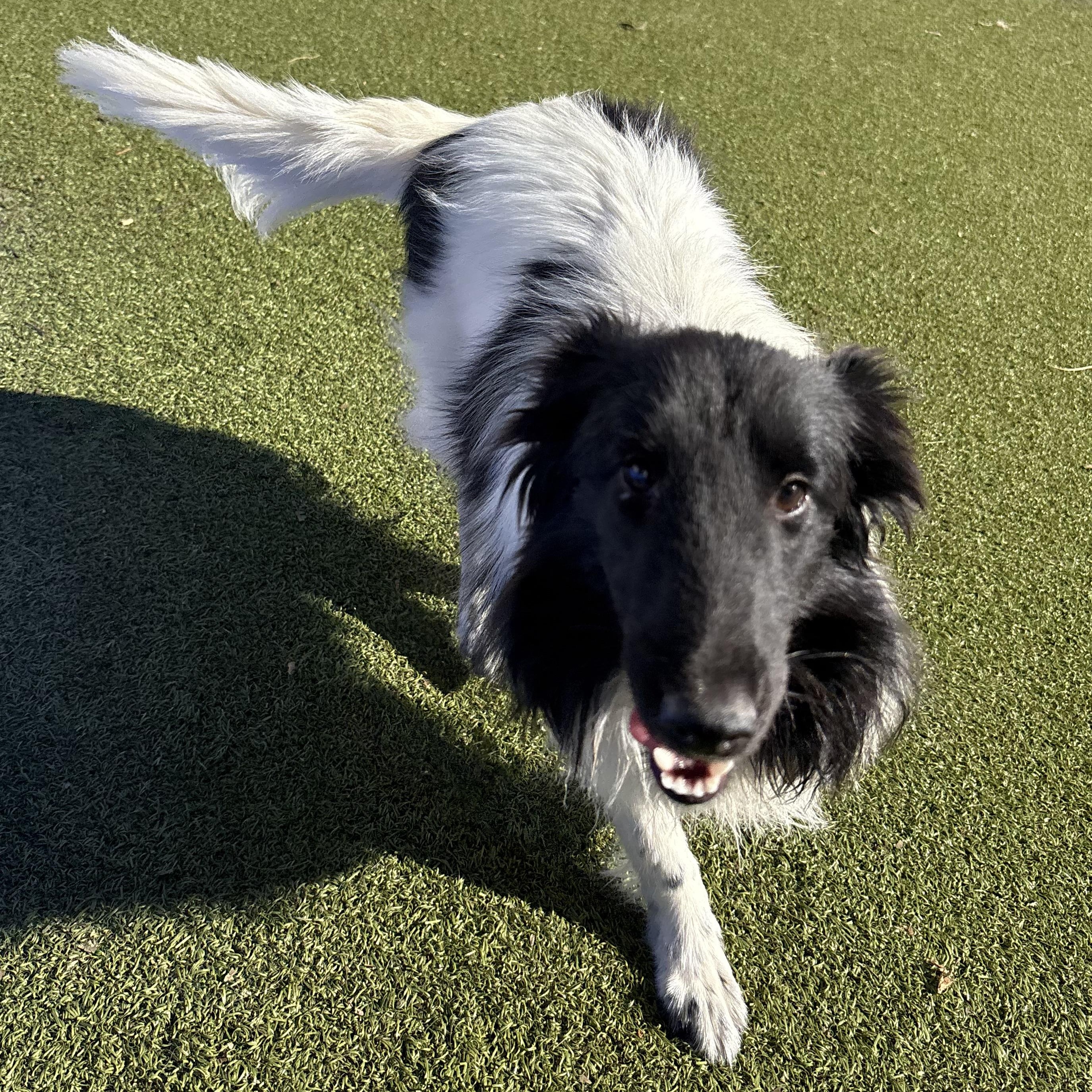 Melanie, an adoptable Shetland Sheepdog / Sheltie image 4/5