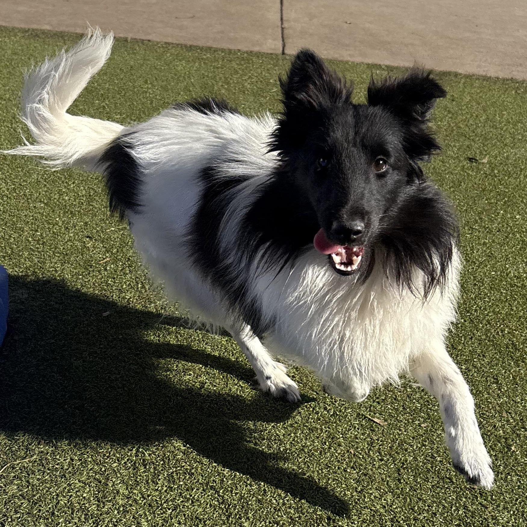 Melanie, an adoptable Shetland Sheepdog / Sheltie image 5/5