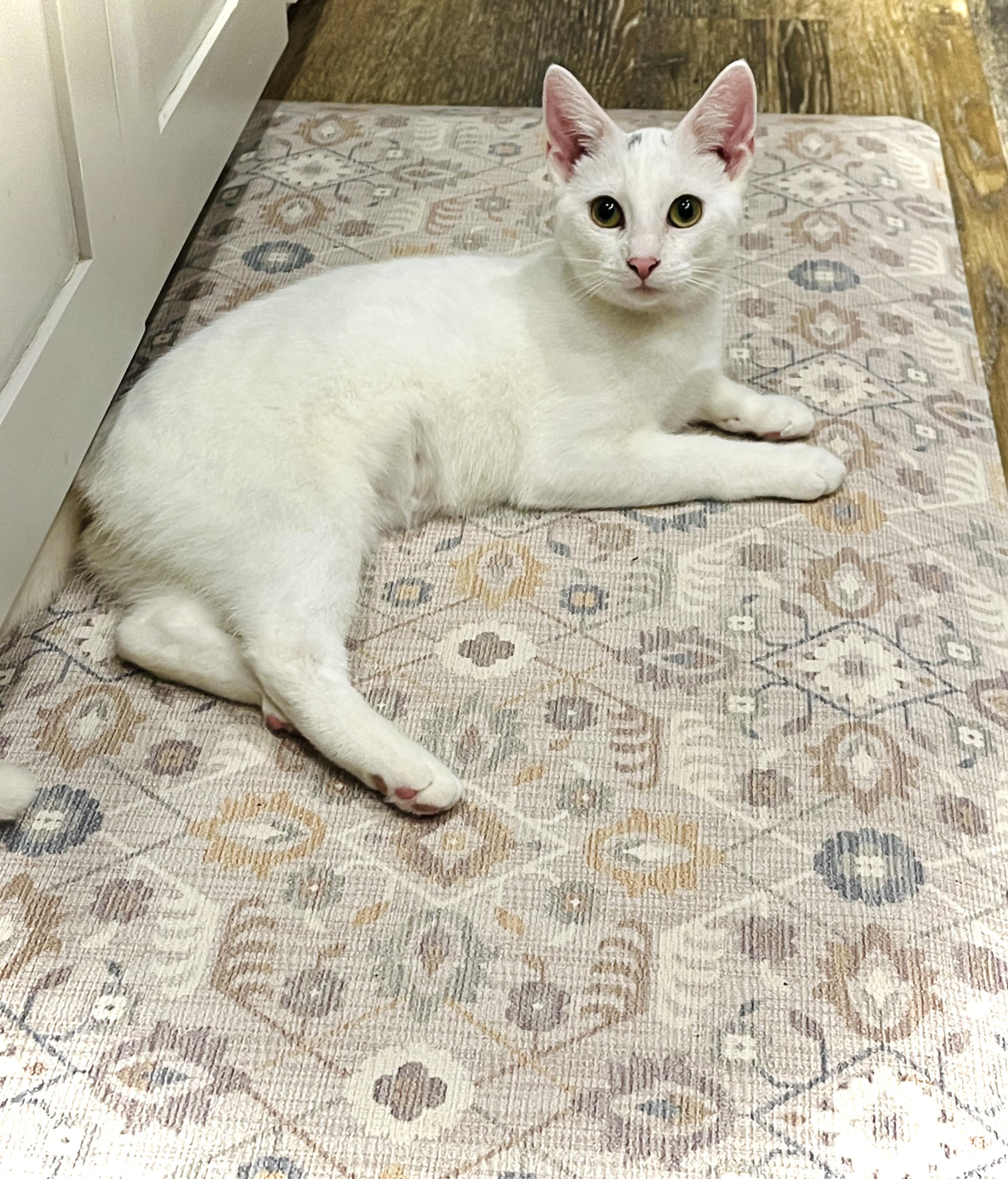 Enlarge Daisy, a Adoptable Domestic Short Hair in Pittsburgh, PA image 2/6