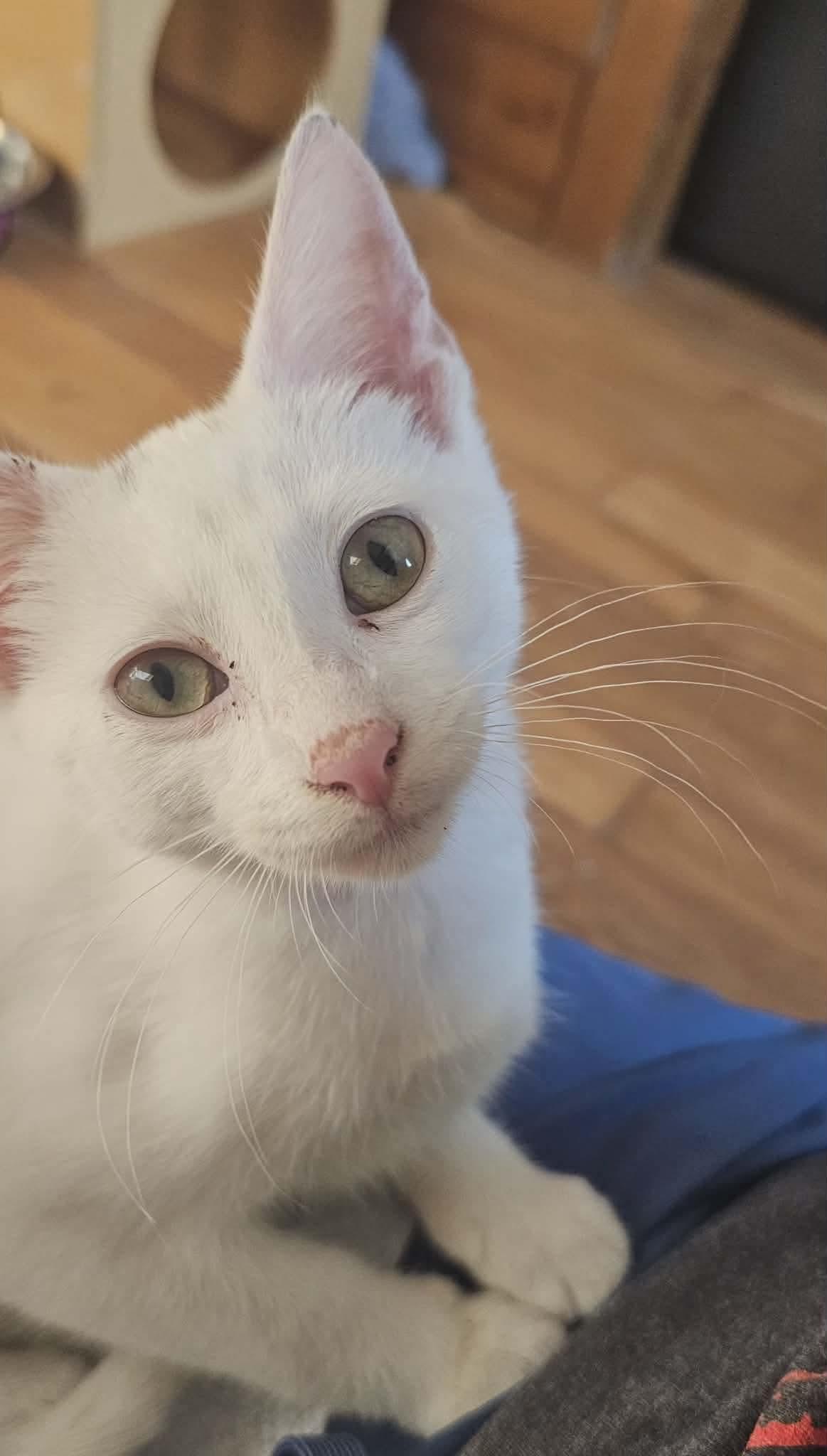 Daisy, Adoptable, Kitten Female Domestic Short Hair.