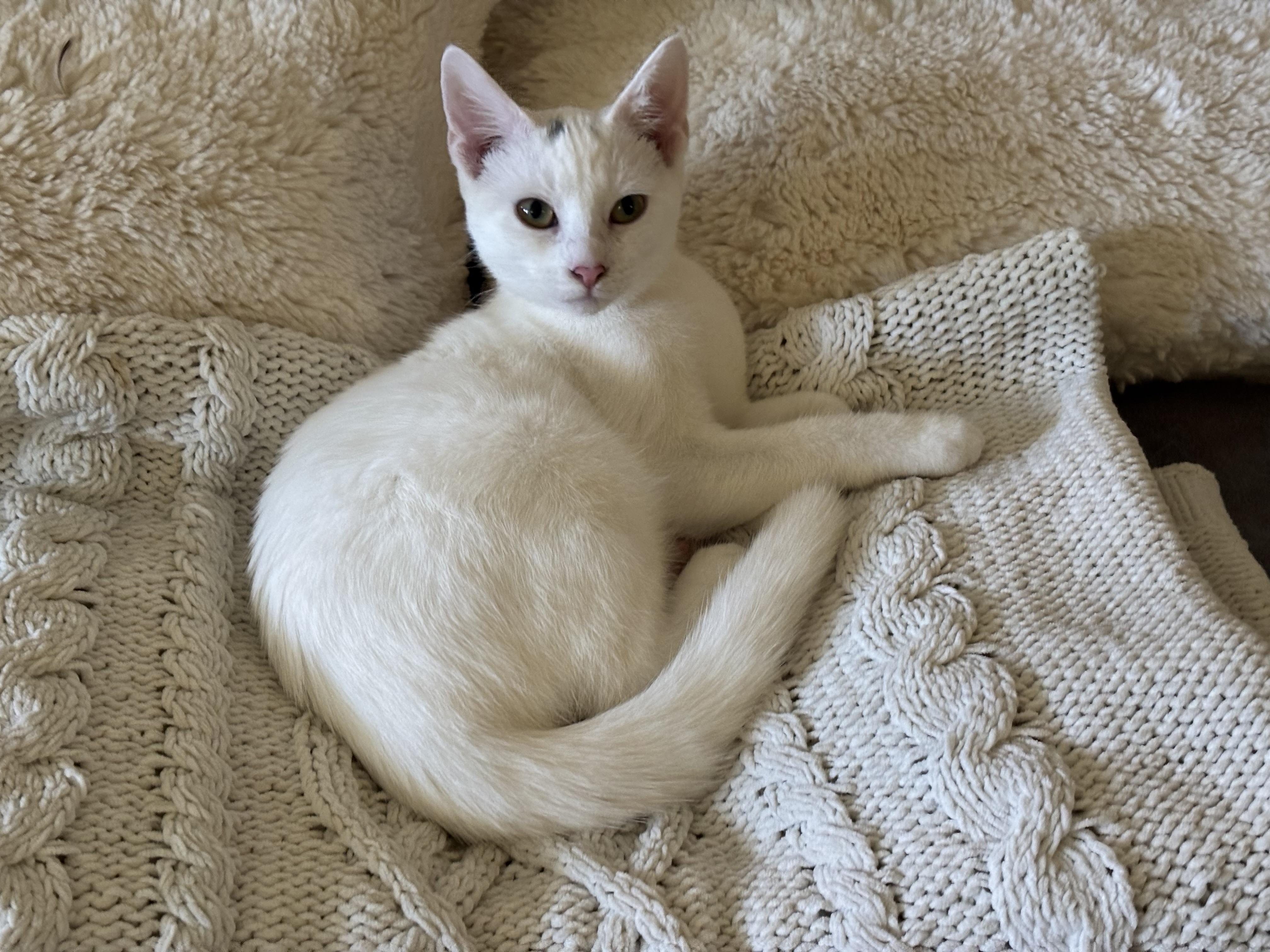 Enlarge Daisy, a Adoptable Domestic Short Hair in Pittsburgh, PA image 6/6