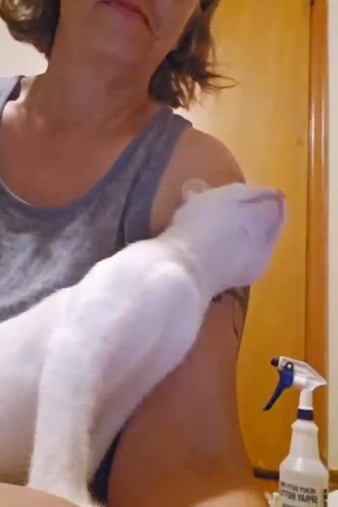Enlarge Daisy, a Adoptable Domestic Short Hair in Pittsburgh, PA video 5/6