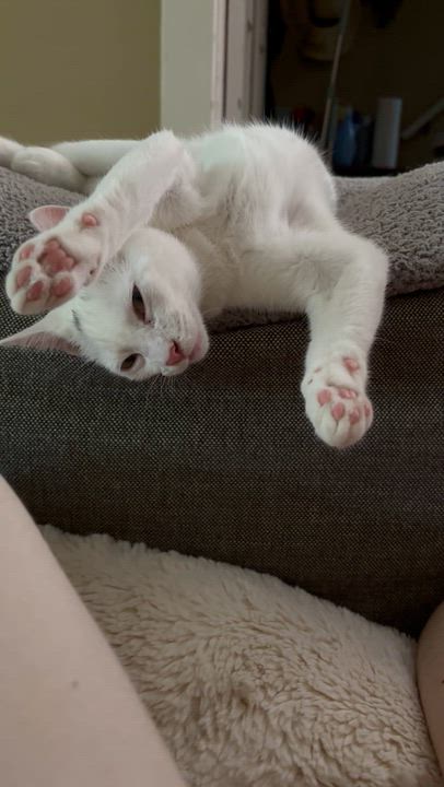 Enlarge Daisy, a Adoptable Domestic Short Hair in Pittsburgh, PA video 3/6