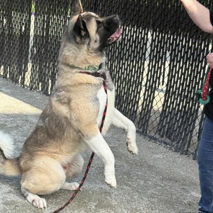 Enlarge Komach, a Adoptable Akita in Philadelphia, PA image 2/3