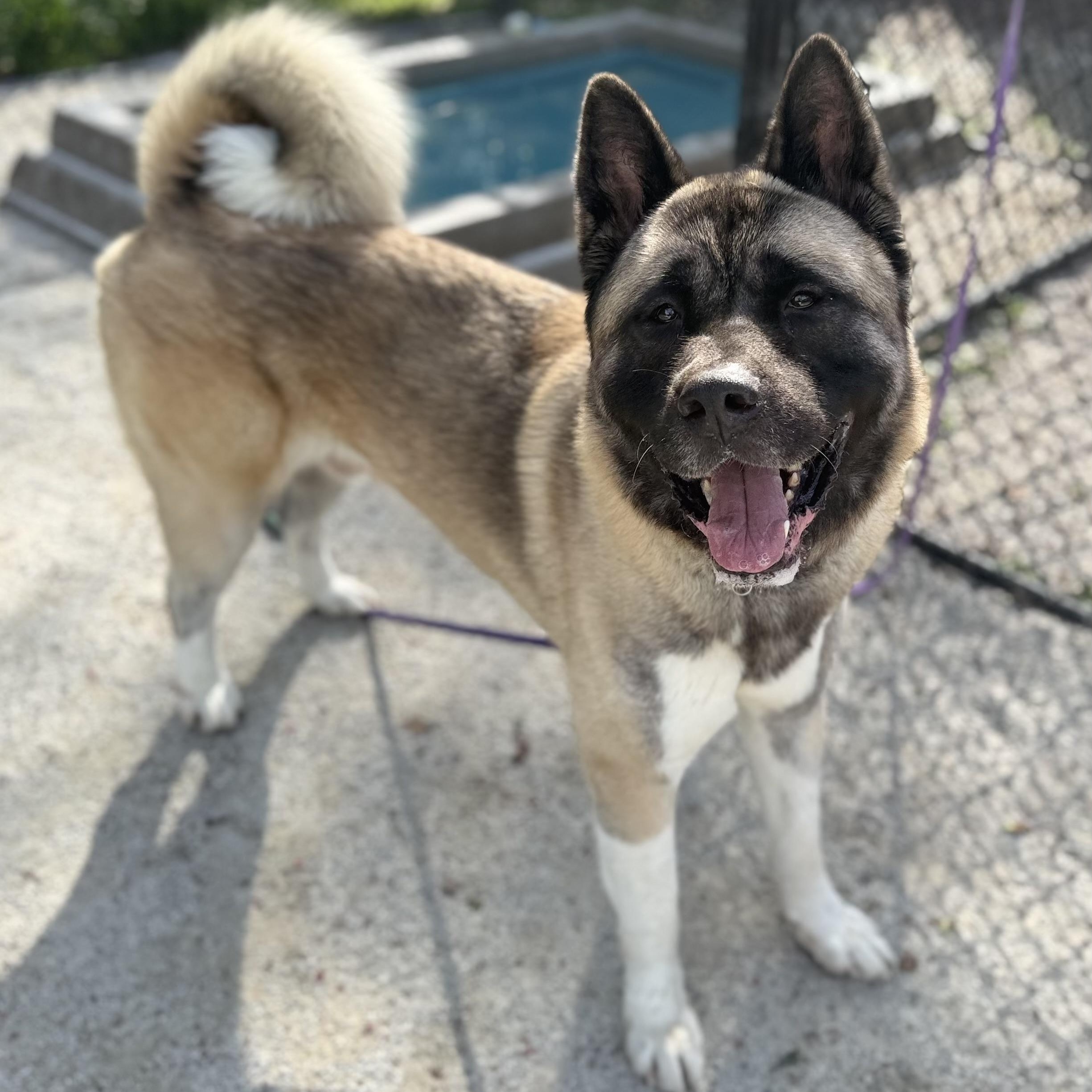 Komach, Adoptable, Adult Male Akita.